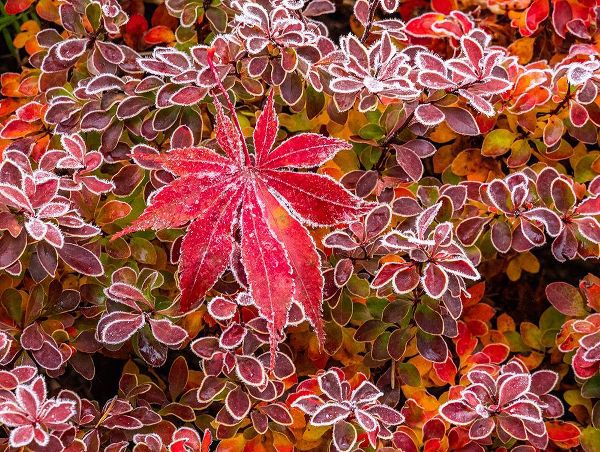 Gulin, Sylvia 아티스트의 USA-Washington State-Pacific Northwest Sammamish frost rimmed Barberry작품입니다.